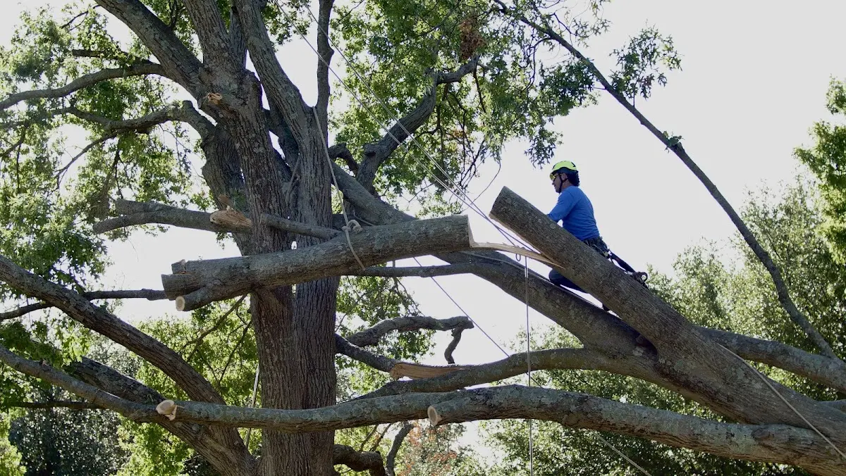Professional Hazardous Tree Removal performed by certified arborists in Saybrook